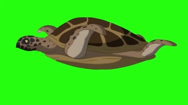 Kahverengi kaplumbağa suyun altında yüzer. Yeşil ekranda izole edilmiş el yapımı 4K görüntüler