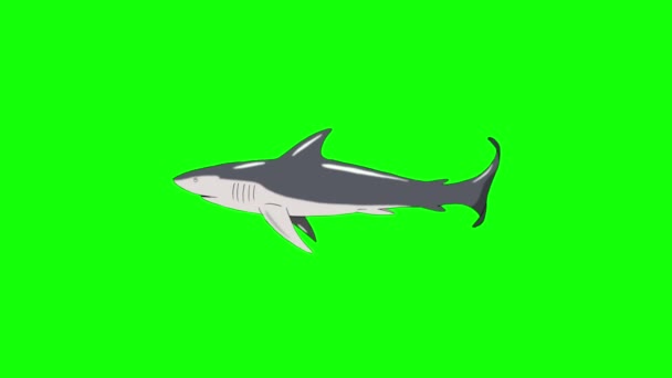 Gray Shark Swim Handmade Animated Looped Footage Isolated Green Screen — Stock Video