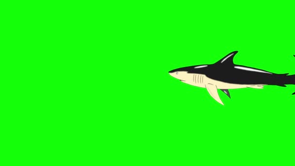 Black Shark Swin Handmade Animated Footage Isolated Green Screen — Stock Video