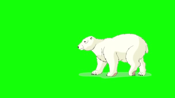 Polar Bear Handmade Animated Footage Isolated Green Screen — Stock Video