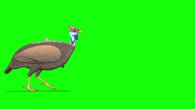 Gine baykuşu yürüyor. Canlandırılmış 4K görüntüsü yeşil ekranda izole edildi.