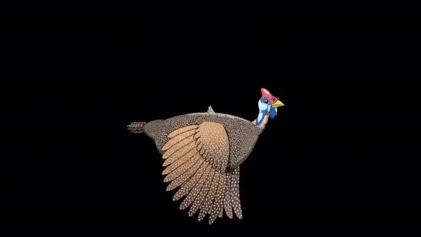 Guineafowl Sinekleri Canlandırılmış Görüntüsü Alfa Kanalı Ile Izole Edildi — Stok video