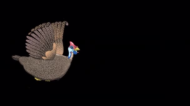 ギニアウルが飛ぶ アルファチャンネルで隔離されたアニメーションループ4K映像 — ストック動画