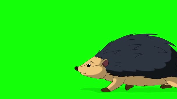 Jezevec Chodí Sem Tam Ručně Vytvořené Animované Smyčkové Záběry Izolované — Stock video