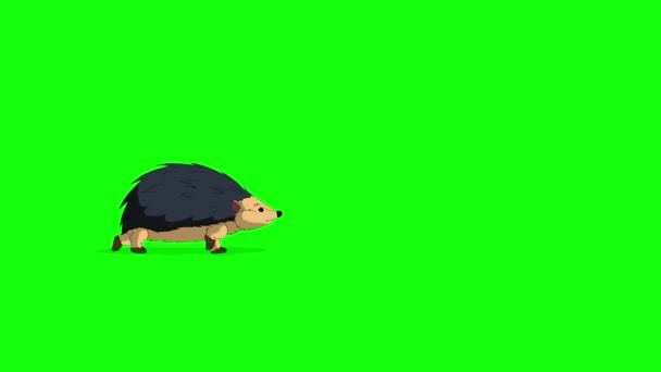 ハリネズミが前後に歩いています 緑の画面に隔離された手作りのアニメーション4Kループ映像 — ストック動画