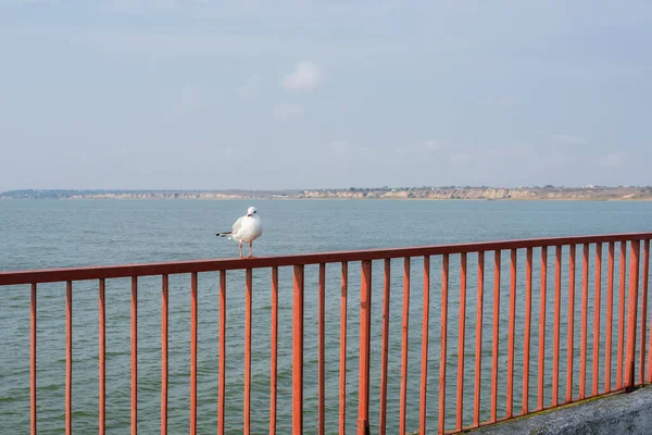 2020 Sergeevka Resort Gebiet Odessa Ukraine Einem Sonnigen Herbstmorgen — Stockfoto