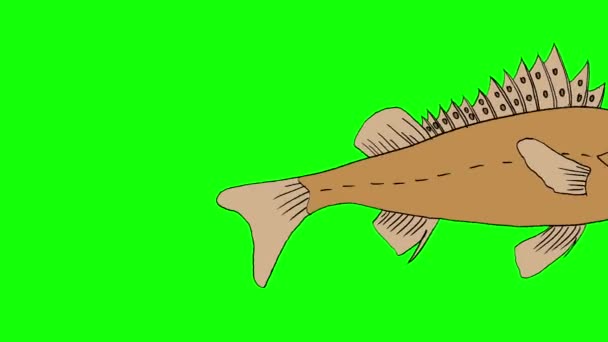 大きな茶色の魚が泳ぐ 緑の画面に隔離された手作りのアニメーション4Kループ映像 — ストック動画
