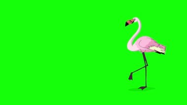 Pembe Flamingo yürüyor ve yiyecek arıyor. Yeşil ekranda izole edilmiş el yapımı HD görüntüler