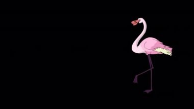 Pembe Flamingo yürüyor ve yiyecek arıyor. Alfa kanalı ile izole edilmiş el yapımı HD görüntüler. 