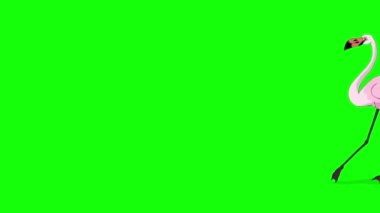 Pembe Flamingo yürüyor ve yiyecek arıyor. Yeşil ekranda izole edilmiş el yapımı 4K görüntüler