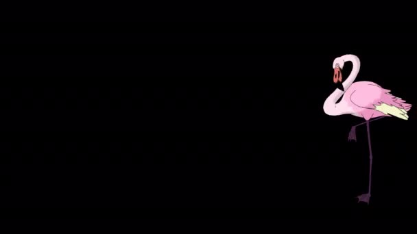 Рожевий Фламінго Ходить Шукає Їжу Анімовані Кадри Ізольовані Альфа Каналом — стокове відео