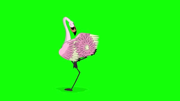 ピンクのフラミンゴのダンス 手作りアニメーションループ緑の画面に隔離された4K映像 — ストック動画