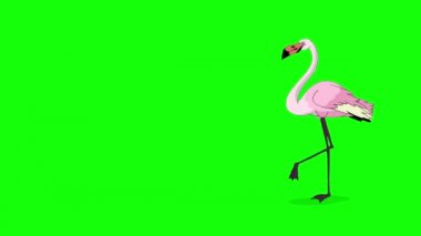 Pembe Flamingo yürüyor ve yiyecek arıyor. El yapımı animasyon 4K görüntüler yeşil ekranda izole edildi
