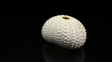 Close-up 4K video of a perfectly preserved, white sea urchin shell, highlighting its intricate texture and spherical shape on a pure black background 