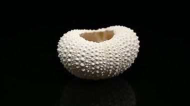 Close-up 4K video of a perfectly preserved, white sea urchin shell, highlighting its intricate texture and spherical shape on a pure black background 