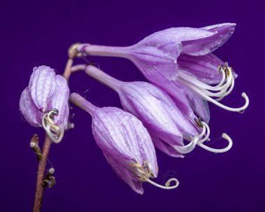 Bir Hosta Purple Passion çiçeğinin makro çekimi, belirgin erkek organlar ve erkeksi organlar, derin, canlı mor bir arka plan üzerine kurulmuş.