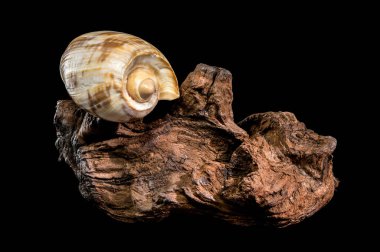 Açık bir açıklık ile desenli Noble Volute kabuğu (Nobilis Voluta), saf siyah bir arkaplan üzerinde izole edilmiş, engebeli, karanlık bir akıntı parçasının üzerinde bulunur.