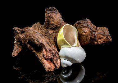 Pürüzsüz, soluk sarı ve beyaz cilalı bir ay kabuğu sert, karanlık bir dalda mükemmel bir şekilde dengelenmiştir.