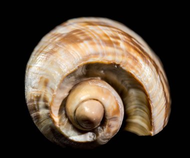 Parlak, desenli Noble Volute (Nobilis Voluta) deniz kabuğunun Macro fotoğrafı, koyu siyah bir zemin üzerinde izole edilmiş, çarpıcı kahverengi ve krema çizgileri içerir.