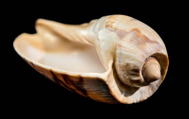 Parlak, desenli Noble Volute (Nobilis Voluta) deniz kabuğunun Macro fotoğrafı, koyu siyah bir zemin üzerinde izole edilmiş, çarpıcı kahverengi ve krema çizgileri içerir.