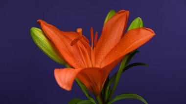 Close-up 4K video of a full orange lily plant with leaves, stem, and buds, set dramatically against a deep purple background 