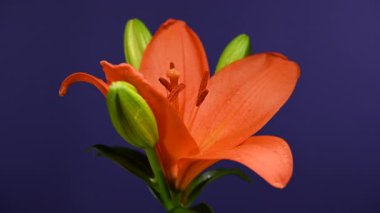 Close-up 4K video of a full orange lily plant with leaves, stem, and buds, set dramatically against a deep purple background 
