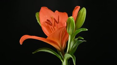 Close-up 4K video of a orange lily plant including the green stem, long leaves, a prominent bud, and the fully opened flower against a stark black background
