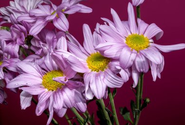 Close-up bouquet of light purple or lavender chrysanthemums with bright yellow-green centers and glistening water droplets, set dramatically against a vibrant magenta background