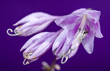 Bir Hosta Purple Passion çiçeğinin makro çekimi, belirgin erkek organlar ve erkeksi organlar, derin, canlı mor bir arka plan üzerine kurulmuş.