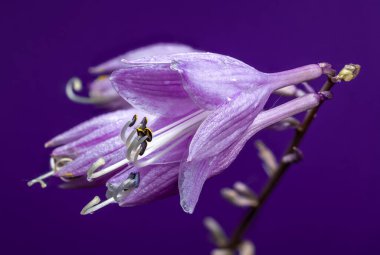 Bir Hosta Purple Passion çiçeğinin makro çekimi, belirgin erkek organlar ve erkeksi organlar, derin, canlı mor bir arka plan üzerine kurulmuş.