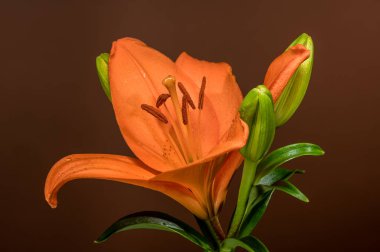 Canlı bir turuncu zambak ve yeşil tomurcuğu, yumuşak, sıcak, kahverengi bir arka plan üzerine kurulmuş ve hafif ışıklandırmayla vurgulanmış.