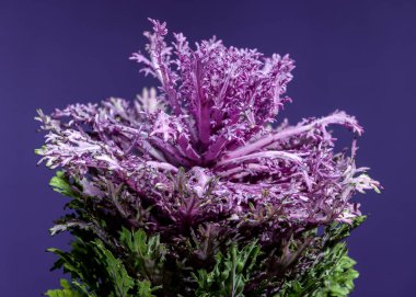 Dekoratif çiçekli lahana kafasının canlı yakın plan görüntüsü, mor ve yeşil fırfırlı yapraklarının güzel kontrastını gözler önüne seriyor.