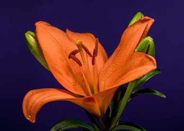 Yaprakları, sapı ve tomurcukları ile dolu turuncu bir zambak bitkisinin çarpıcı çekimleri, derin bir mor arka plana çarpar.