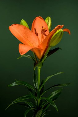 Pürüzsüz, koyu yeşil bir arka planda iki belirgin yeşil tomurcuk eşliğinde canlı turuncu bir zambak.