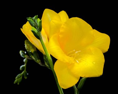 Parlak sarı Frezya çiçeklerinin makro görüntüsü ve açılmamış yeşil tomurcuklar koyu, dramatik bir arka plana karşı. Bahar, güzellik ve büyüme temaları için ideal