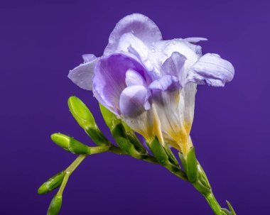 Macro stüdyo çekimlerinde yumuşak mor Frezya çiçek açıyor ve parlak yeşil tomurcuklar ve su damlaları. Çiçekler, zengin, doymuş bir menekşe zeminine karşı canlı bir tezat oluşturuyor.