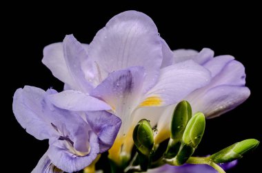 Küçük su damlacıklarıyla kaplı yumuşak lavanta Frezya çiçeğinin çarpıcı bir makro çekimi. Canlı mor ve sarı, koyu siyah arkaplanla çarpıcı bir tezat oluşturuyor.