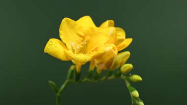 Neşeli sarı Frezya çiçekleri ve su damlaları olan yeşil tomurcukların 4K yakın çekim videosu. Çiçek yeşil bir arka planda duruyor.