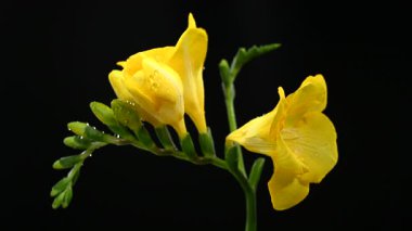 Neşeli sarı Frezya çiçekleri ve su damlaları olan yeşil tomurcukların 4K yakın çekim videosu. Çiçek siyah bir arkaplana karşı duruyor.