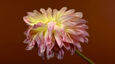 Yakın çekim 4K video güzel bir bicolor Dahlia çiçek, pembe ve sarı taç yaprakları, dramatik karşı set derin, kahverengi arka plan