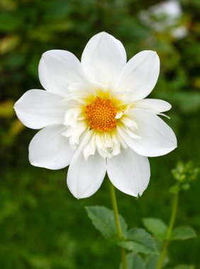 Zarif beyaz yıldız çiçeği Collerette 'in yakın çekimi ya da belirgin canlı turuncu merkezli Anemone formu. Yeşil bir arka plana karşı temiz, grafik çiçek tasarımı