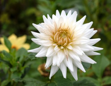 Keskin, sivri yapraklı ve altın merkezli beyaz bir kaktüsün yakın çekimi. Yumuşak yeşil arka planda mevsim sonları çiçek açar