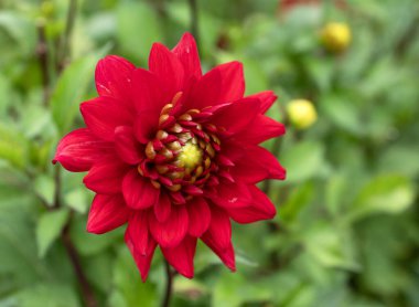 Açık hava bahçe ortamında keskin limon yeşili merkezli canlı kırmızı yıldız çiçeği, yaz rengini ve botaniği temsil ediyor.