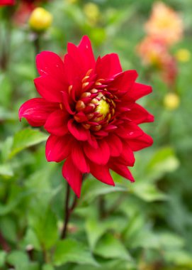 Açık hava bahçe ortamında keskin limon yeşili merkezli canlı kırmızı yıldız çiçeği, yaz rengini ve botaniği temsil ediyor.