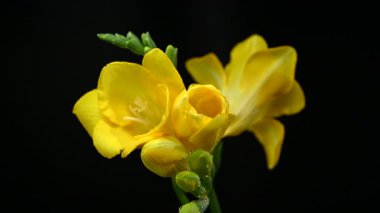 Neşeli sarı Frezya çiçekleri ve su damlaları olan yeşil tomurcukların 4K yakın çekim videosu. Çiçek siyah bir arkaplana karşı duruyor.
