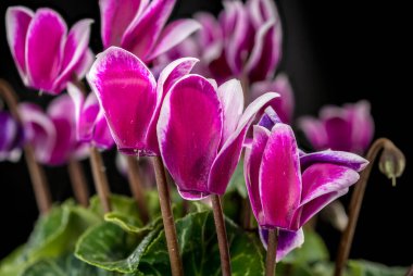 Canlı mor çiçekleri ve nemle kaplı yaprakları olan siklamen saksısına yakın çekim. Koyu, siyah arkaplan yüksek kontrastlı, dramatik bir görünüm yaratır.