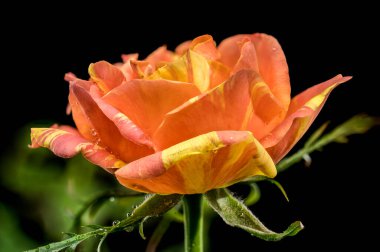 Turuncu ve sarı çizgili bir gülün canlı makro görüntüsü, gövdesinde hassas su damlacıkları, dramatik bir siyah arkaplan üzerine kuruludur.