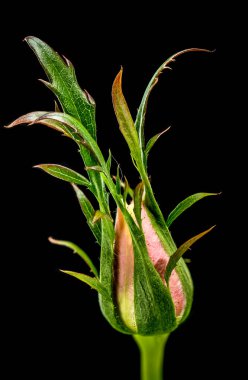 Sıkı kapalı pembe gül goncası makro yakın plan koruyucu yeşil sepaller ve genç dikenli yapraklar ile kaplı, katı siyah bir arka planda dramatik bir şekilde izole