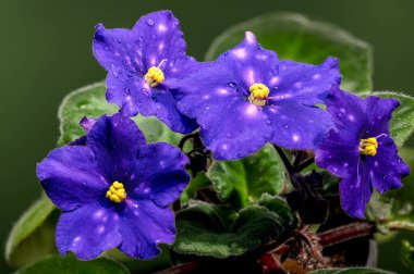 Venedik Gecesi Afrika menekşesi Saintpaulia 'nın parlak makro görüntüsü dört canlı mor, yıldız desenli çiçek ve yumuşak yeşil arka planlı kadife yapraklar sergiliyor.