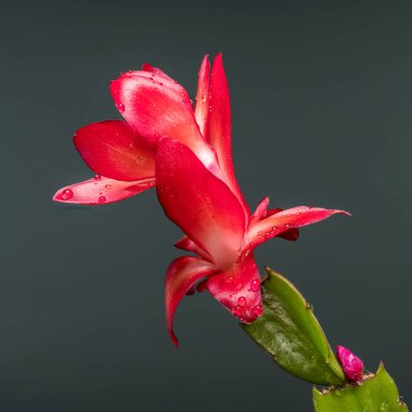 Kare bir Noel Kaktüs Schlumbergera manzarası, parlak kırmızı yapraklar, beyaz bir merkez ve küçük su damlacıkları, derin gri bir arka planda..